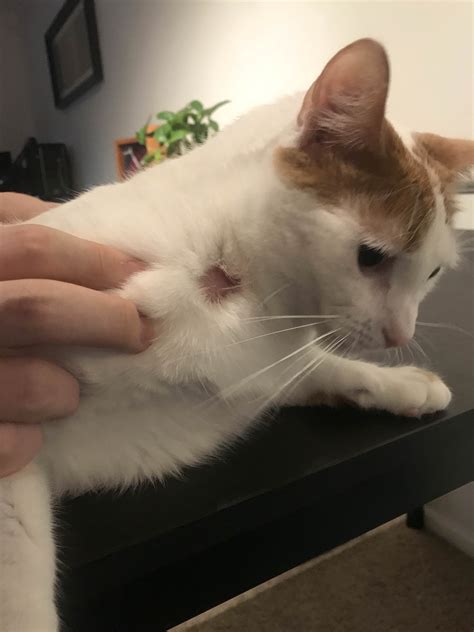 my cat has a red bald patch