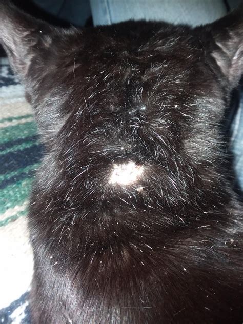my cat has bald spots on his body