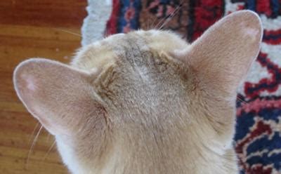 my cat has bald spots on his ears