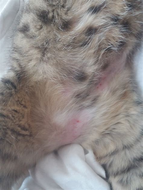 my cat has red spots on her skin