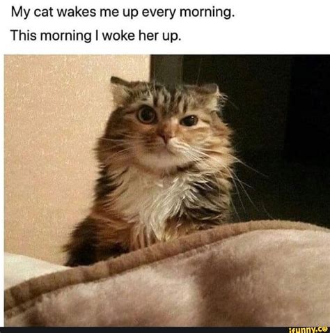 my cat wakes me up every morning