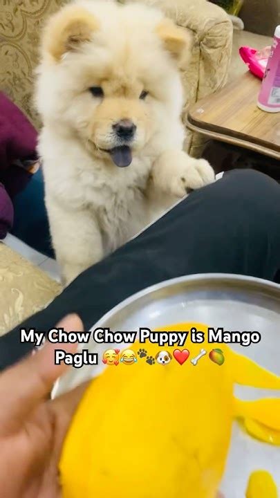 my chow putang