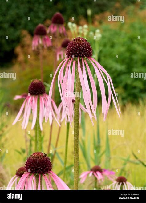 My Coneflowers Drooping