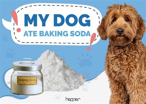My Dog Ate Baking Soda