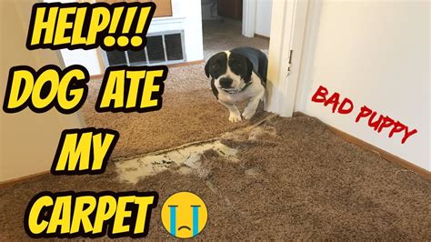 my dog ate carpet string