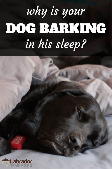 My Dog Barking While Sleeping