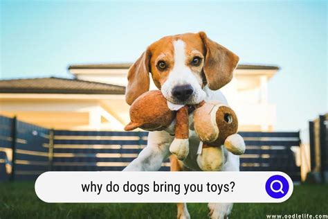 My Dog Brings Me Her Toys