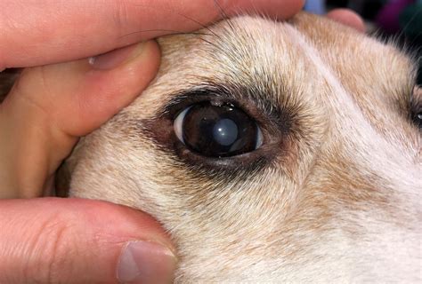 My Dog Has A Spot Under His Eye