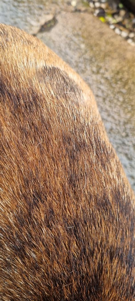 My Dogs Fur Is Patchy