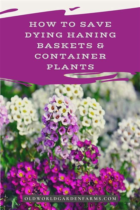 My Hanging Baskets Keep Dying