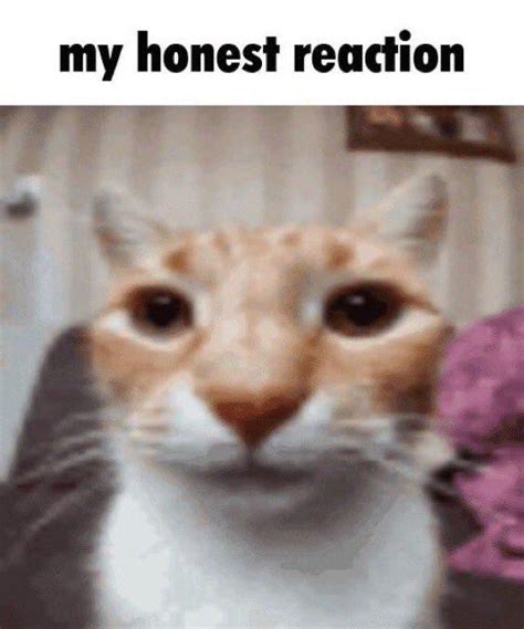 my honest reaction cat meme