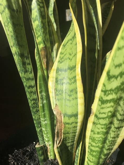 my snake plant has brown spots