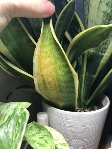 my snake plant has yellow leaves