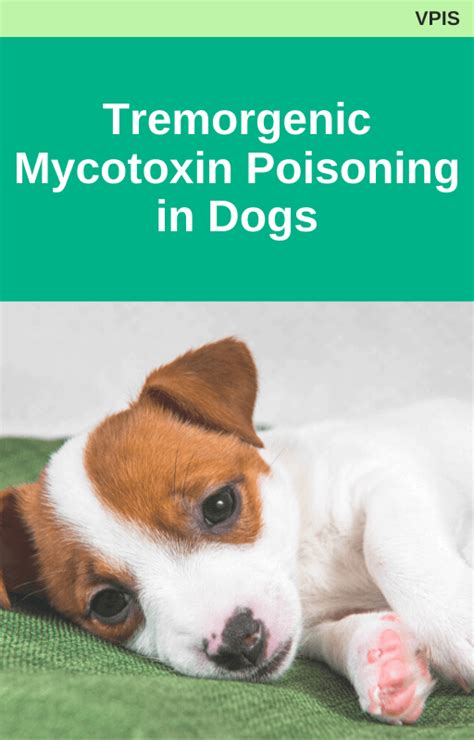 mycotoxins symptoms in dogs