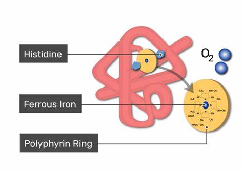 Myoglobin Structure