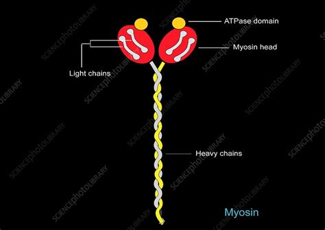 ミオシン軽鎖（MYL）の分子構造とタンパク質の立体イメージ