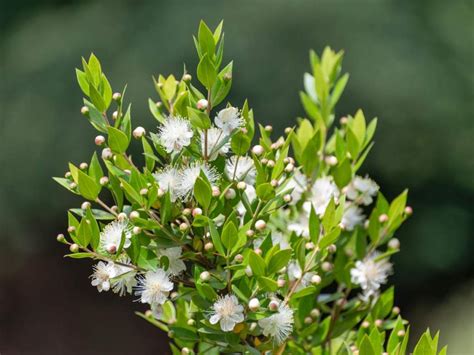 How To Care For Your Myrtle Plant