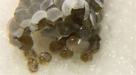 Mystery Snails Eggs Hatching
