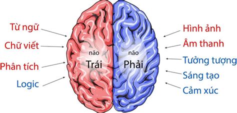 não trái và não phải khác nhau như thế nào
