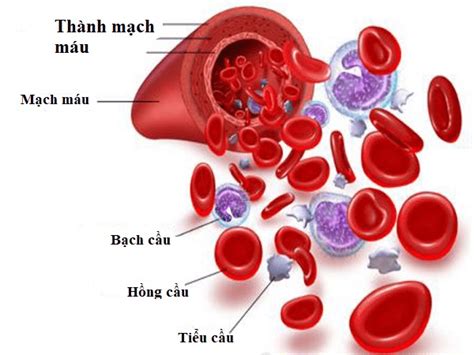 nêu các thành phần cấu tạo của máu