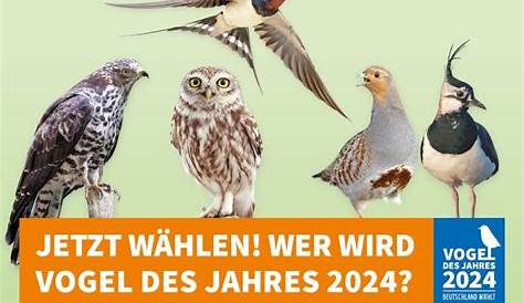 Deine Stimme für den Vogel des Jahres 2021 - NABU Bochum
