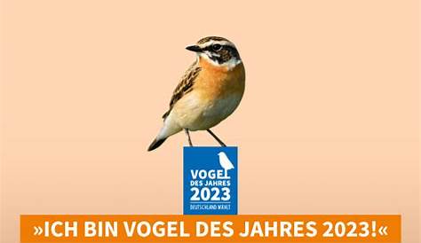 AltkreisBlitz: Braunkehlchen ist "Vogel des Jahres 2023"