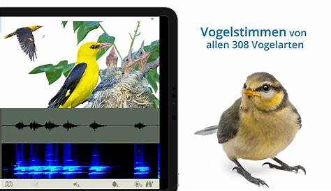 NABU Vogelwelt: Vögel entdecken und bestimmen (Android-App) - Download