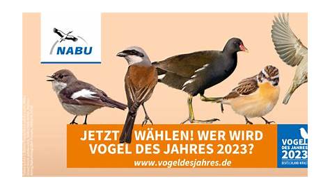 Nabu ruft zur Wahl des Vogels des Jahres 2022 auf - Hamburger Abendblatt
