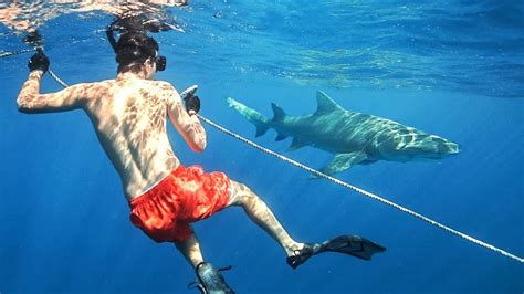 nadando com os tubarões