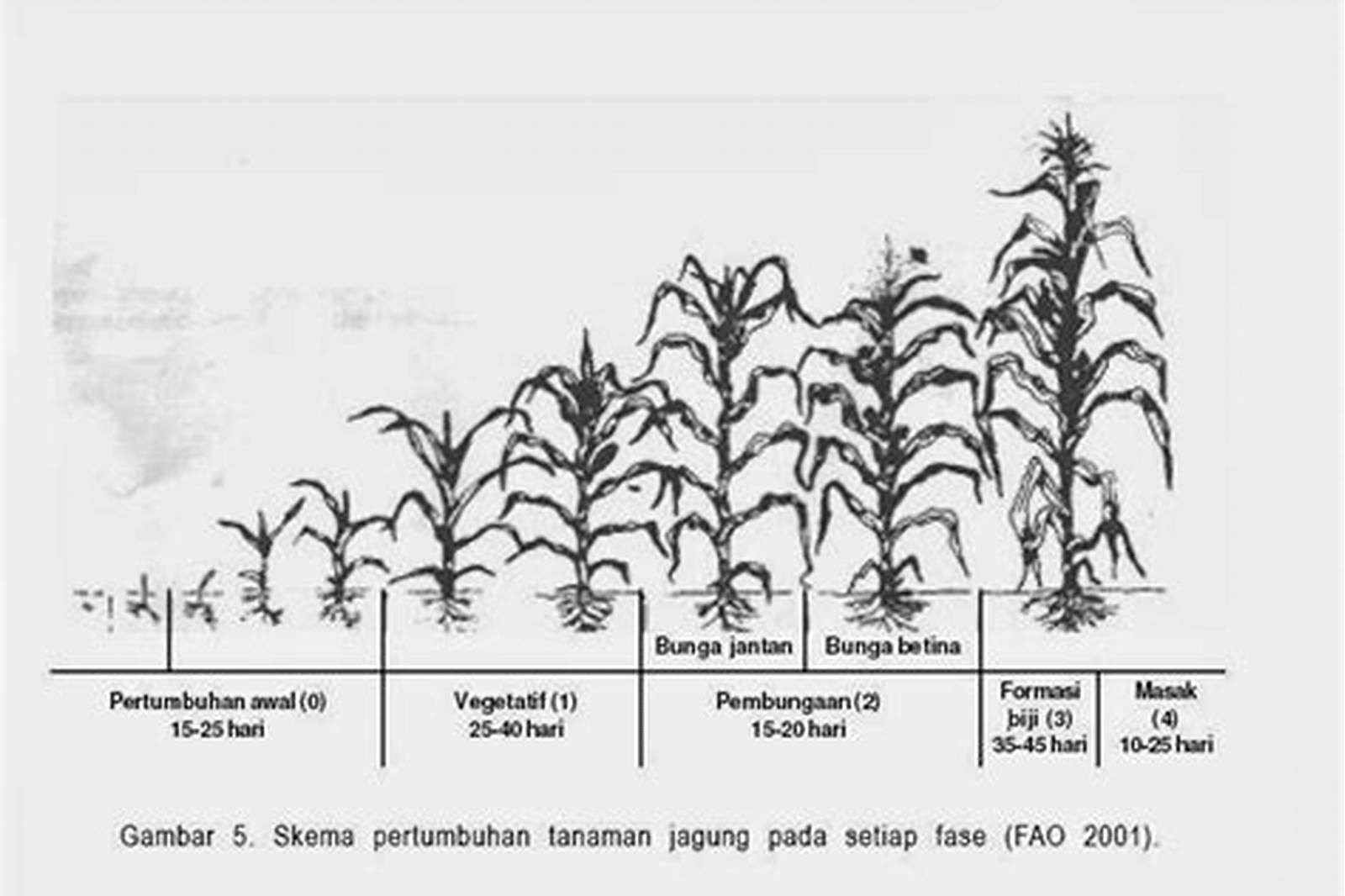 naiknya pH tanah dalam pertumbuhan jagung