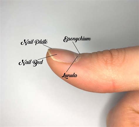 Nails Definition Finger