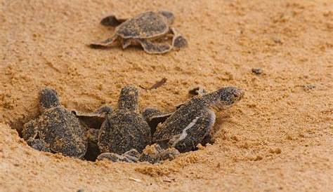 Tentative de découverte de jeunes tortues à la mer. - YouTube