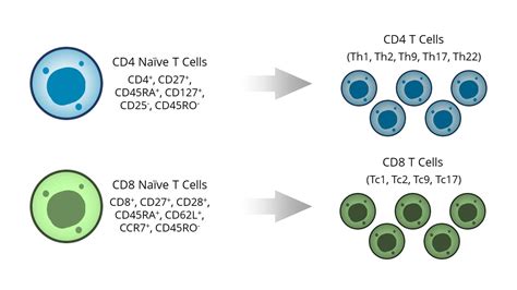 naive t cell markers