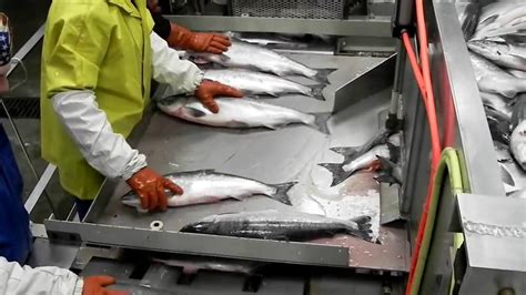 Naknek Fish Processing