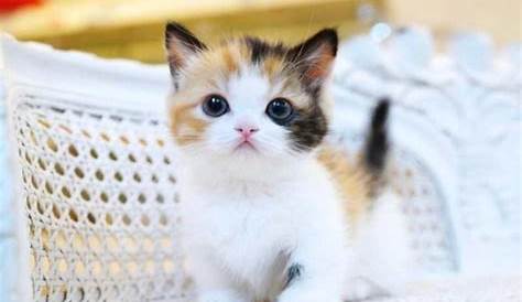 Kekinian 31+ Gambar Anak Kucing Persia Lucu
