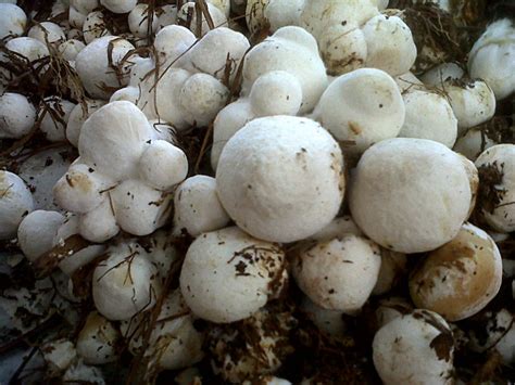 Jamur yang memiliki ciriciri yang mirip seperti jamur merang tetapi