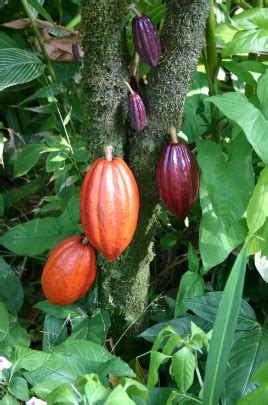 Sejarah Coklat di Indonesia dan Hasil Olahan Biji Kakao