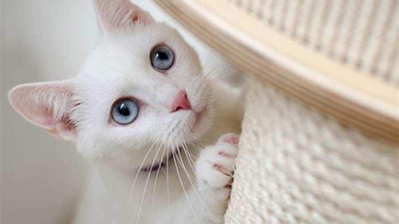 Nama Kucing Estetik yang Menawan untuk Kucing Kesayangan Anda
