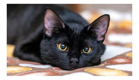 Nama Kucing Jantan Warna Hitam Putih - Deborah-goCrawford