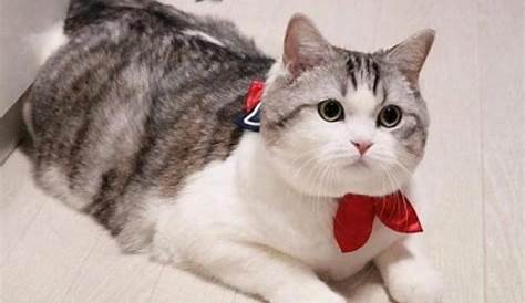 Aneka Pola Warna Kucing Ras Persia dan Lainya ~ info kucing persia
