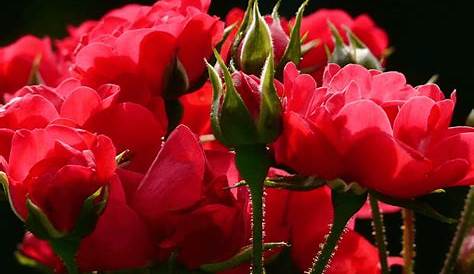 Dapat Dimakan, Ini 5 Manfaat Lain dari Bunga Mawar!