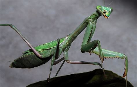 Info Spesies Belalang Sembah (Praying Mantis) Sang Pengendali Hama WJCTF