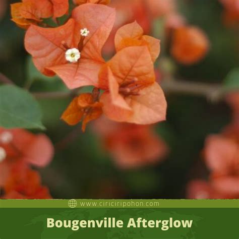 nama latin bunga bougenville Pippa Langdon