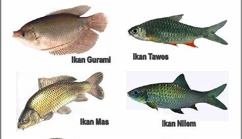 √28 Jenis Ikan Air Tawar di Indonesia Yang Banyak Dikonsumsi