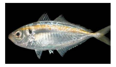 Morfologi dan Klasifikasi Ikan Selar Kuning (Selaroides Leptolepis)