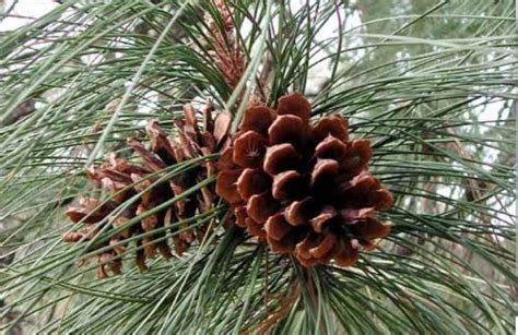 Nama Latin Pohon Pinus Serta Manfaat, Budidaya Dan Bibitnya