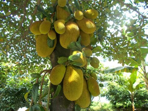 Pohon Nangka English Known Jackfruit Artocarpus库存照片2041585868
