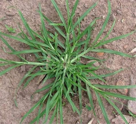 10 Manfaat Rumput Teki (Cyperus rotundus) untuk Kesehatan