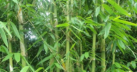nama ilmiah daun bambu