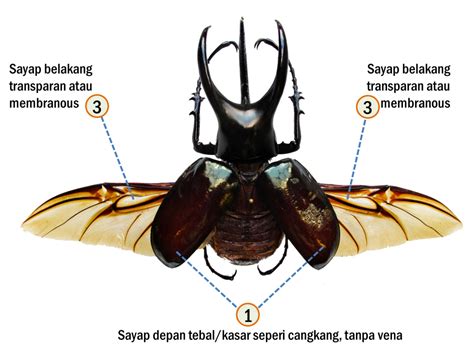nama ilmiah kumbang tanduk